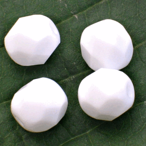 Chalk White ”03000” firepolished 6 mm 50 st